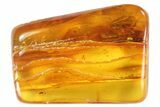 Fossil Caddisfly (Trichopterae) & Beetle (Coleoptera) In Baltic Amber #93858-1